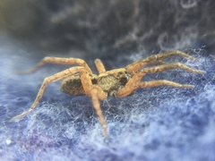 Trochosa sepulchralis