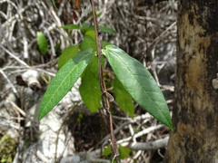 Mandevilla subsagittata
