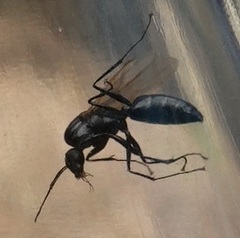 Camponotus pennsylvanicus