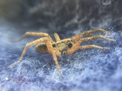 Trochosa sepulchralis