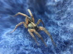 Trochosa sepulchralis