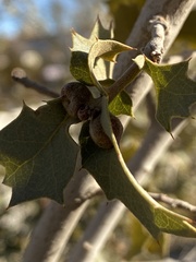 Andricus reticulatus
