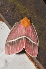 Pseudodirphia menander