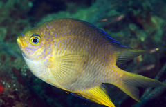 Amblyglyphidodon aureus