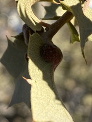 Andricus reticulatus