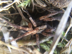 Trochosa sepulchralis