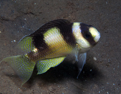 Amblypomacentrus breviceps