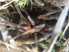 Trochosa sepulchralis