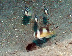 Amblypomacentrus breviceps