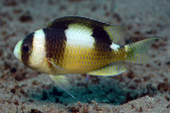 Amblypomacentrus breviceps