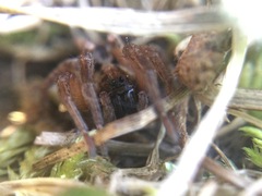 Trochosa sepulchralis