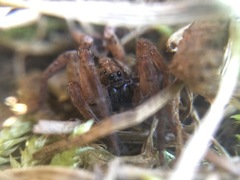 Trochosa sepulchralis