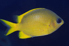 Chromis analis