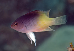 Chrysiptera caesifrons