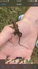 Anolis sagrei
