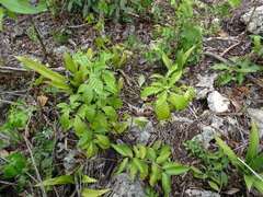 Psychotria nervosa