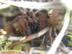 Trochosa sepulchralis