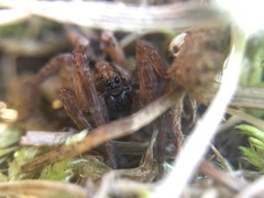 Trochosa sepulchralis