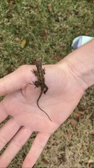 Anolis sagrei
