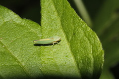 Graphogonalia evagorata