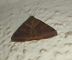 Lepidoptera