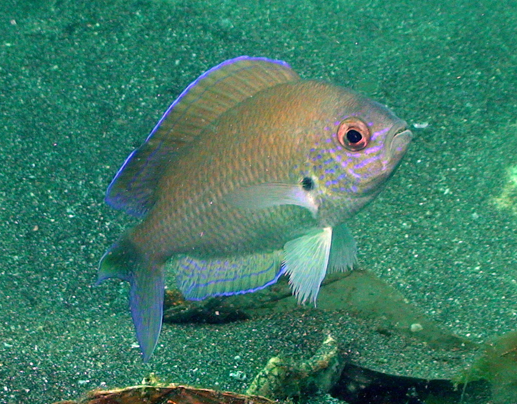 Gulf Damselfish
