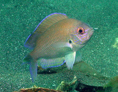 Neopomacentrus filamentosus