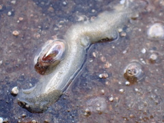 Enchiridium punctatum