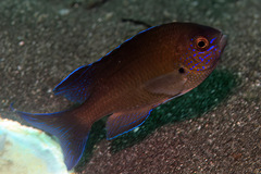 Neopomacentrus filamentosus