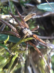 Trochosa sepulchralis