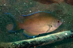 Neopomacentrus filamentosus