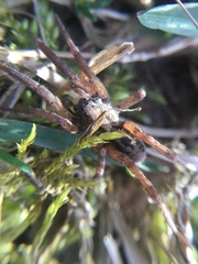 Trochosa sepulchralis