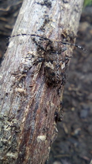 Aegomorphus quadrigibbus