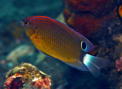 Pomacentrus bankanensis