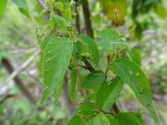 Acalypha leptopoda