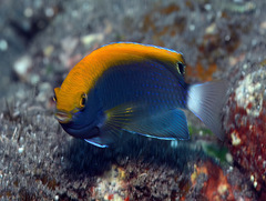 Pomacentrus chrysurus