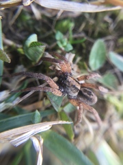 Trochosa sepulchralis