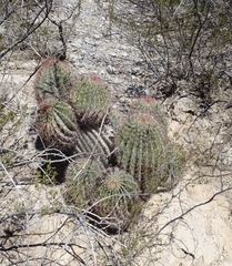 Ferocactus pilosus