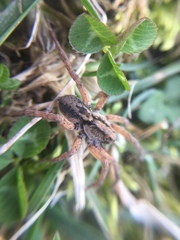 Trochosa sepulchralis