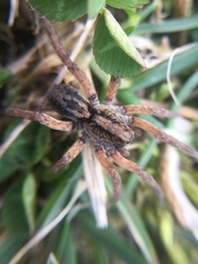 Trochosa sepulchralis