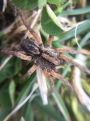 Trochosa sepulchralis