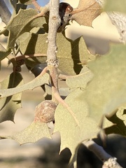 Andricus reticulatus