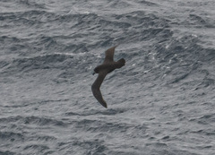 Pterodroma gouldi