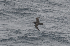 Pterodroma gouldi