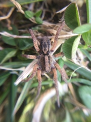 Trochosa sepulchralis