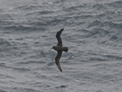 Pterodroma gouldi