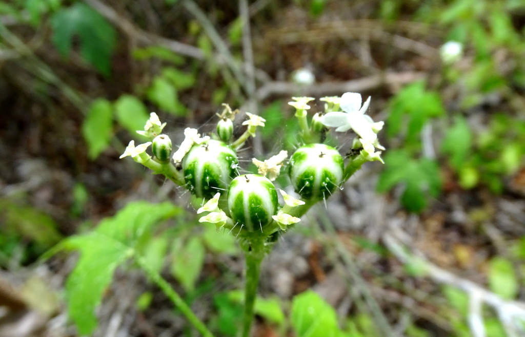 Cnidoscolus souzae; photograph (c) Alexis López Hernández, some rights reserved (CC BY)