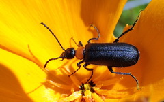 Lytta crotchii