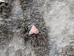Pyrausta perrubralis
