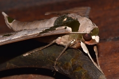 Adhemarius gannascus